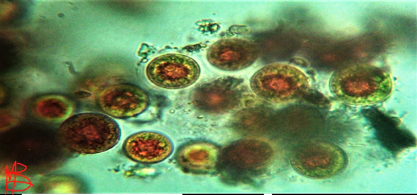 Haematococcus pluvialis